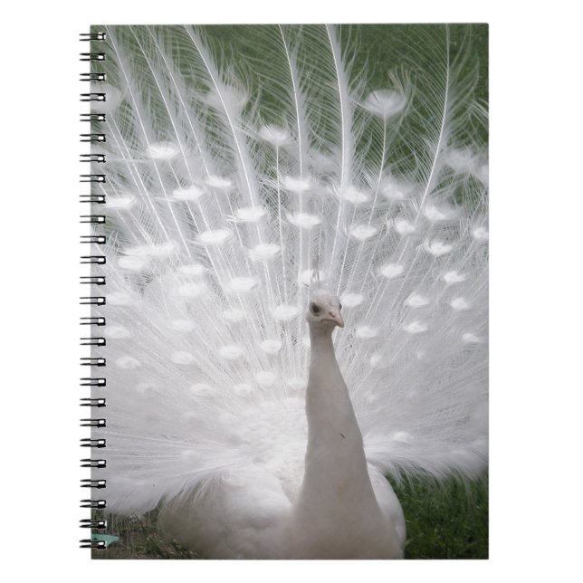 Stunning white Peacock ( Peafowl) full plume Spiral Notebook (Front)