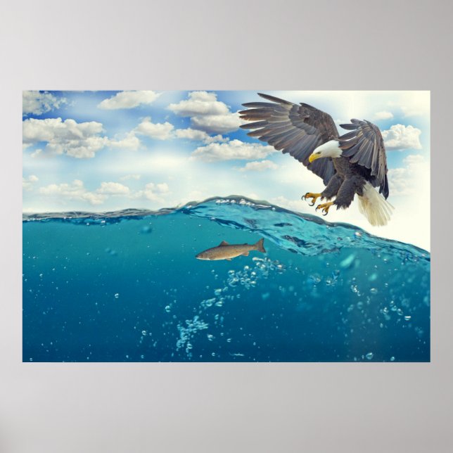 Stunning white tailed eagle attacking fish poster (Front)