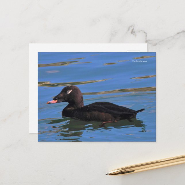 Stunning White-Winged Scoter Duck at Pier's Edge Postcard (Front/Back In Situ)