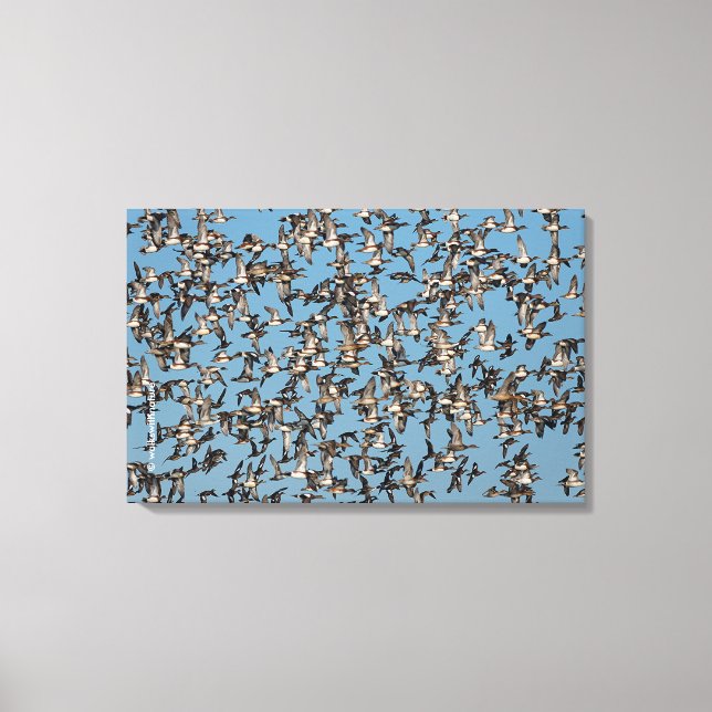 Stunning Winter Ducks in Flight Canvas Print (Front)