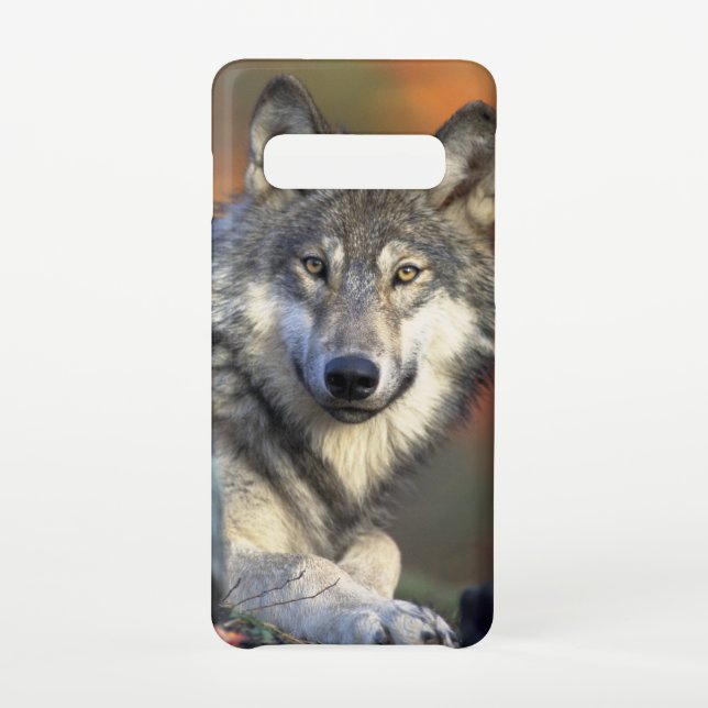 Stunning wolf portrait samsung galaxy case (Back)