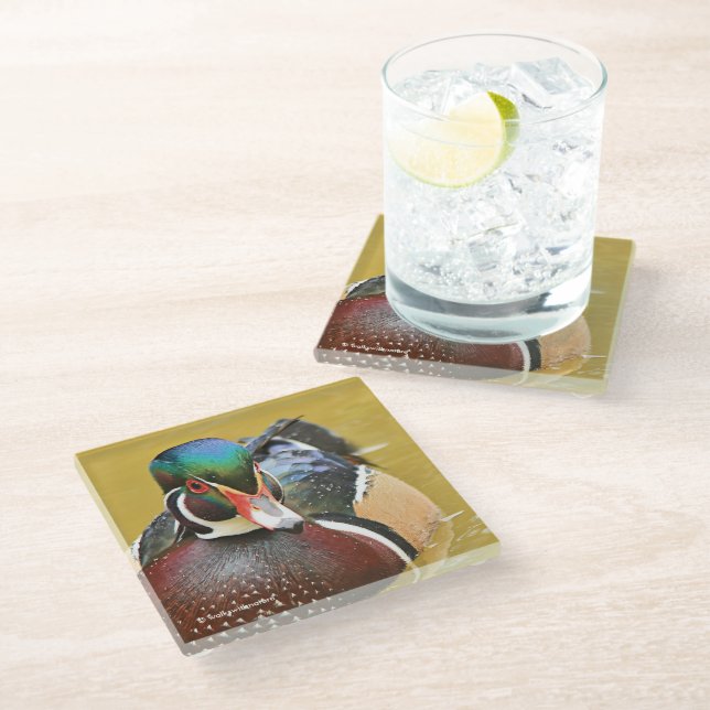 Stunning Wood Duck in the Pond Glass Coaster (Angled)