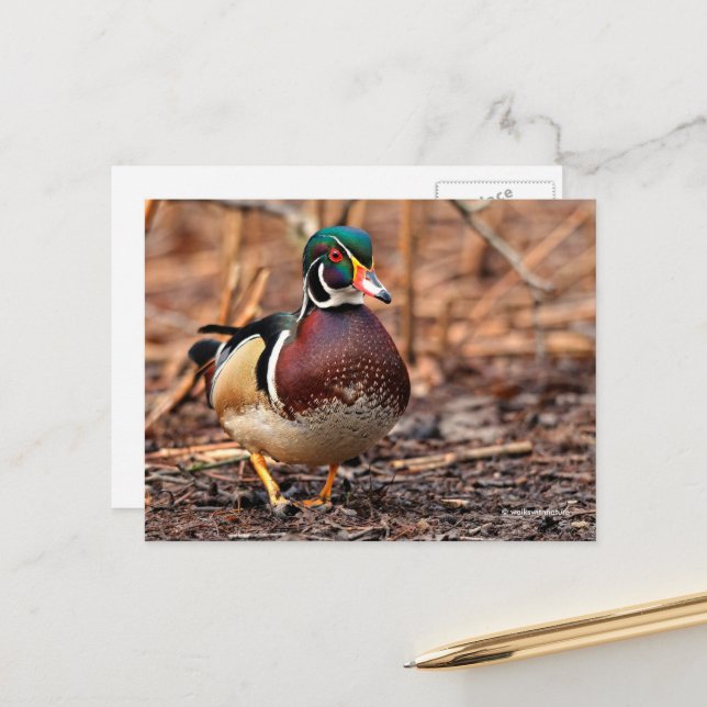 Stunning Wood Duck in the Woods Postcard (Front/Back In Situ)