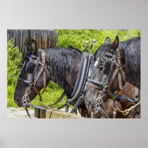 Stunning working horses in harness poster