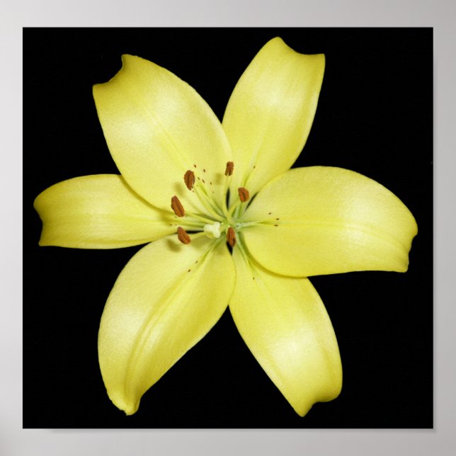 Stunning Yellow Lily Poster (Front)