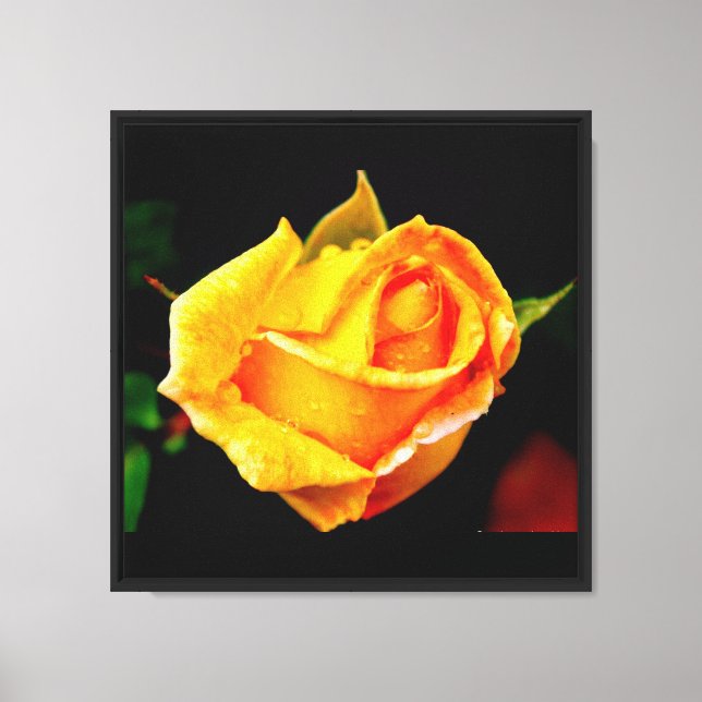 Stunning Yellow Rose With Dew Canvas Print (Front)