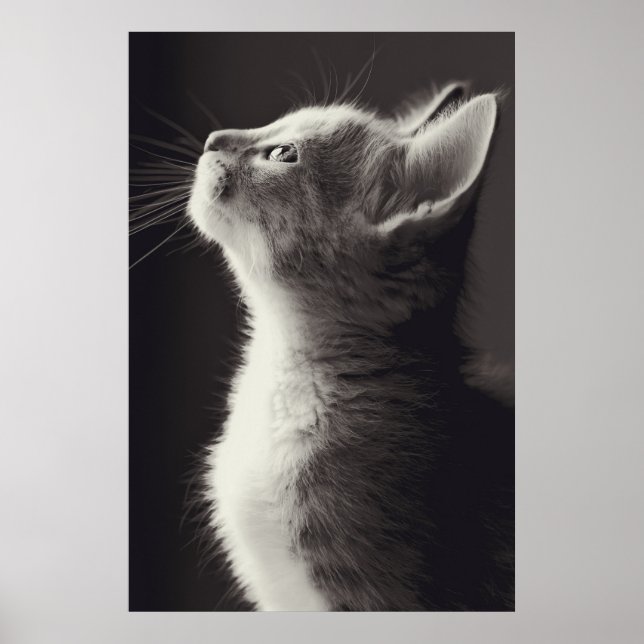 Stunning young kitten side view portrait looking poster (Front)