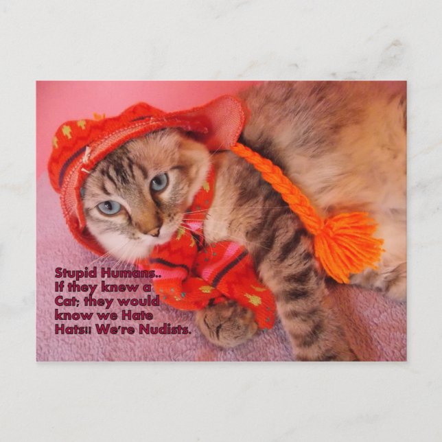 stupid humans humour postcard (Front)