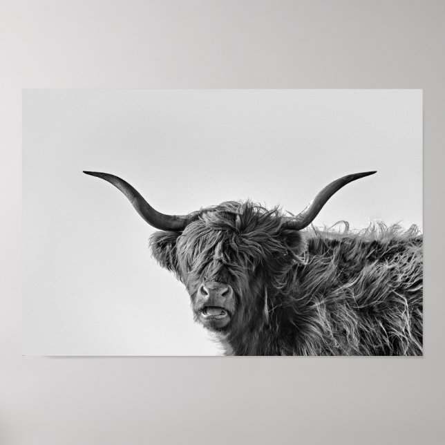 Sturdy highland cow in monochrome poster (Front)