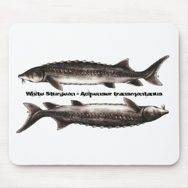 Sturgeon Mouse Pad - White Sturgeon (Front)