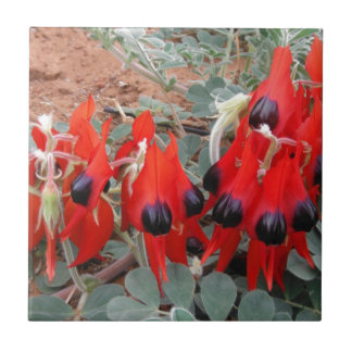 sturt desert pea tile