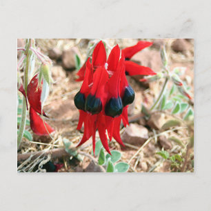 Sturt's desert pea flowers postcard