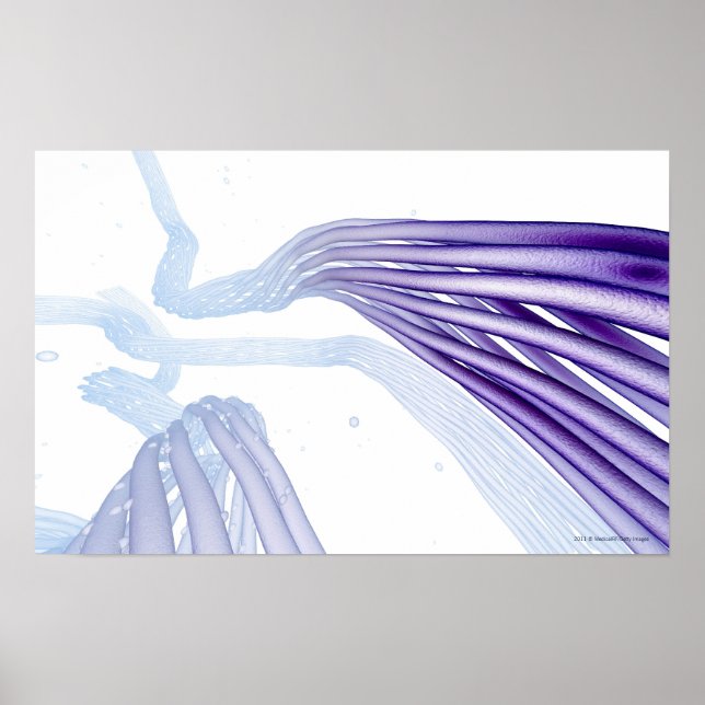 Stylised nerve fibres poster (Front)