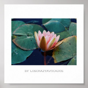 Stylised Pink Water Lily Flower Plants Poster
