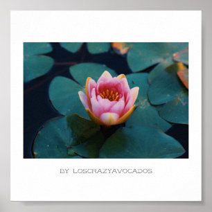 Stylised Pink Water Lily Flowers Plants Poster