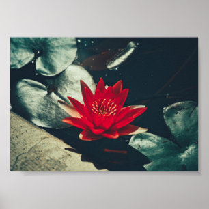 Stylised Red Green Water Lily Flower Plants Poster