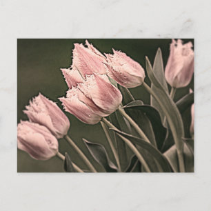 Stylised Tulips Postcard