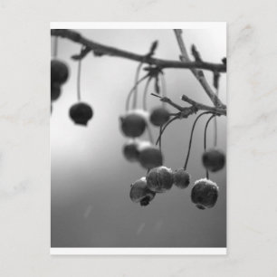 Stylish Black + White Christmas Berries Holiday Postcard