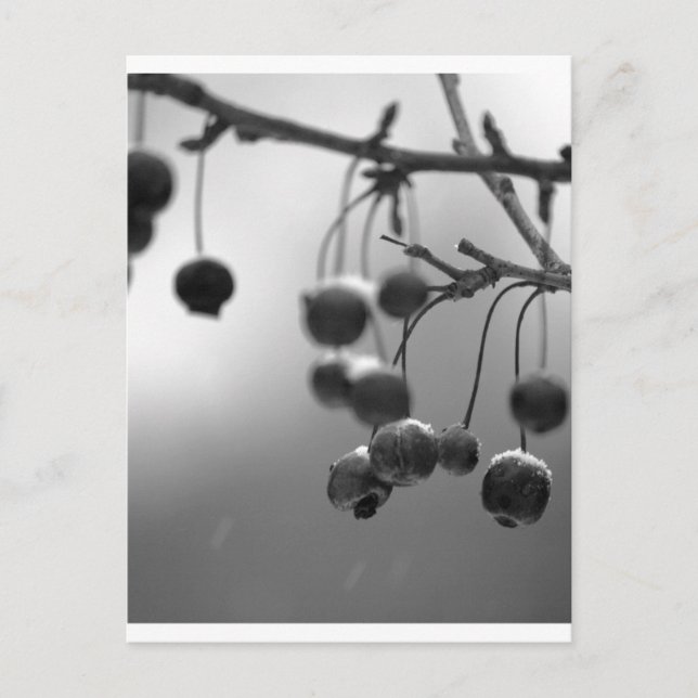 Stylish Black + White Christmas Berries Holiday Postcard (Front)