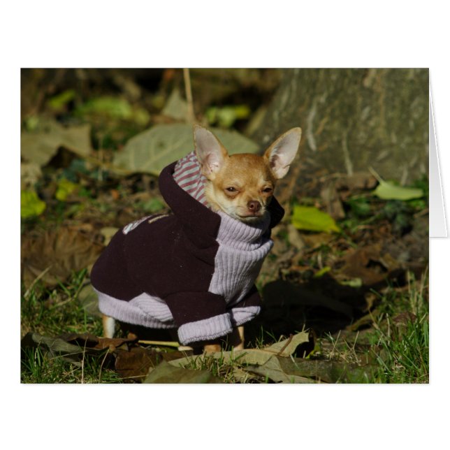 Stylish Dressed Chihuahua Puppy (Front Horizontal)