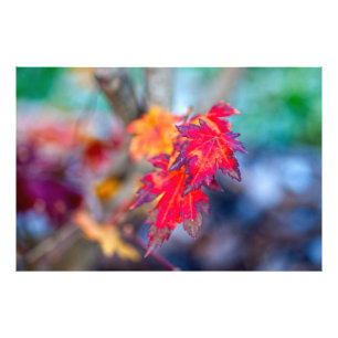 Stylish Japanese Maple leaves Photo Print