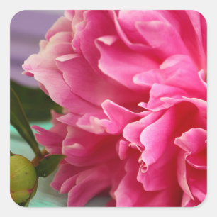 Stylish Photography Pink Peony Flower Photo Square Sticker