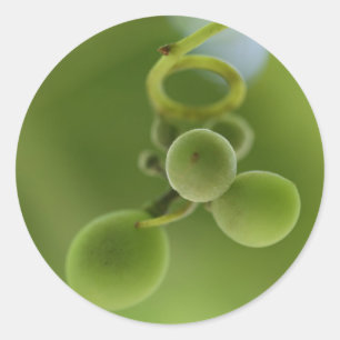 Stylish Rich Green Grapes Vine Sticker