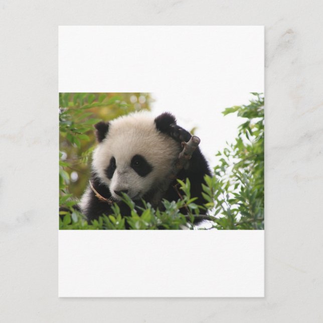 Su Lin, giant panda bear cub at the San Diego Zoo Postcard (Front)