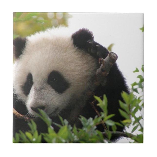 Su Lin, giant panda bear cub at the San Diego Zoo Tile (Front)