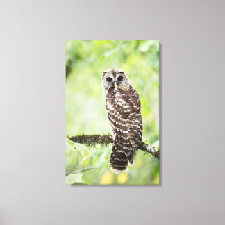 Sub-adult recently having left the nest canvas print