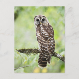 Sub-adult recently having left the nest postcard