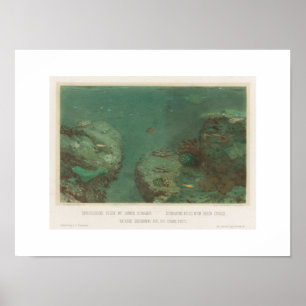 Submarine Rocks With Green Corals Poster(1867) Poster