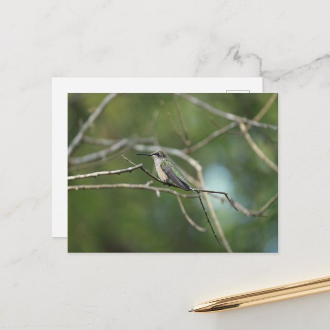 Subtle Beauty  Postcard (Front/Back In Situ)