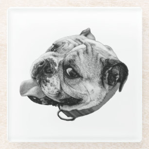 Subtle Pet Detail Glass Coaster