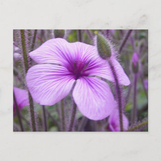 Subtle Purple Postcard