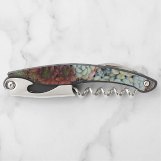 Succulen Galaxy Corkscrew