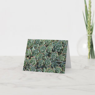 Succulent blank card