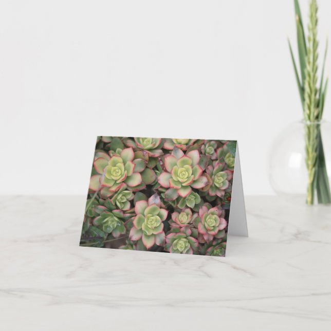Succulent blank card (Front)