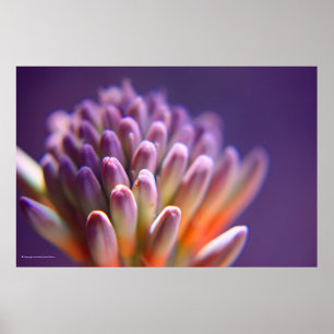 Succulent Buds Print