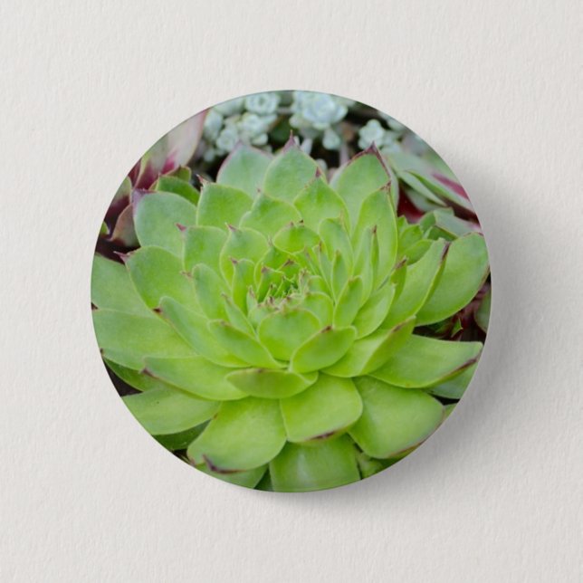 Succulent Button (Front)