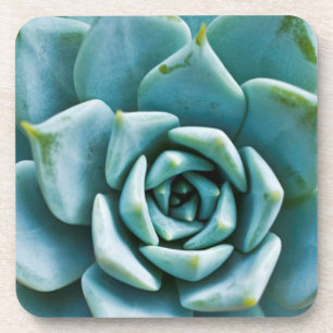 Succulent Closeup Coaster
