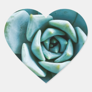 Succulent Closeup Heart Sticker