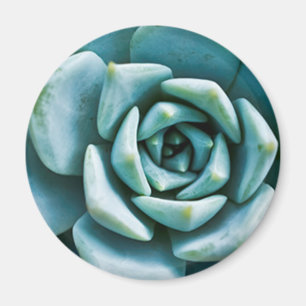 Succulent Closeup Magnet