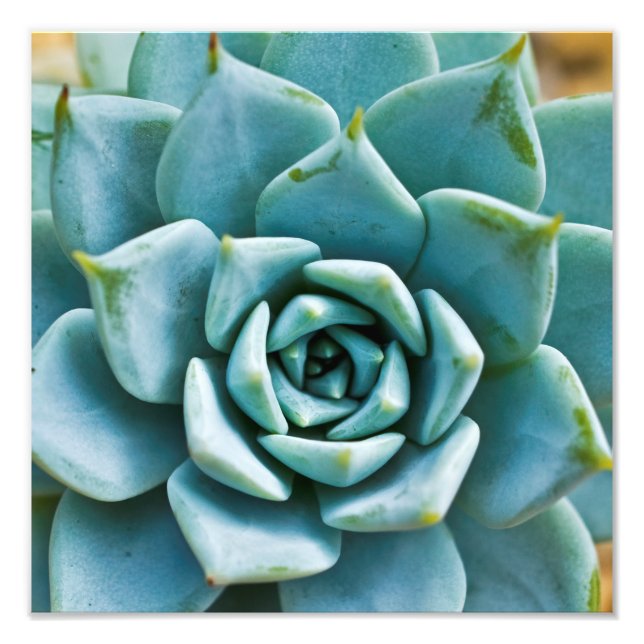Succulent Closeup Photo Print (Front)