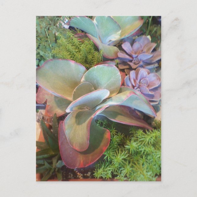 Succulent Container Garden postcard (Front)