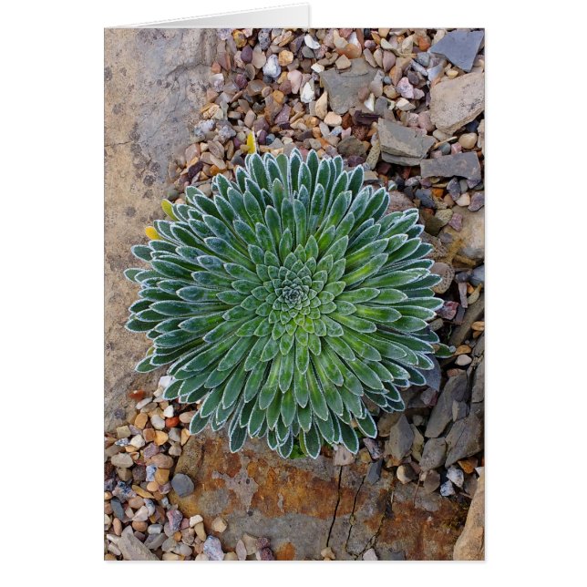 Succulent Desert plant (Front)