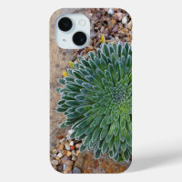 Succulent Desert plant
