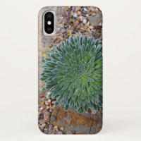 Succulent Desert plant