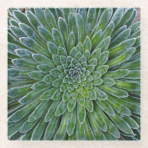 Succulent Desert plant Glass Coaster