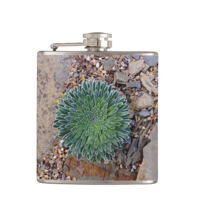 Succulent Desert plant Hip Flask (Front)